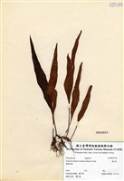 藏品(奧瓦葦)的圖片